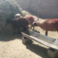 3عدد میش تخمی|حیوانات مزرعه|تربت جام, جامرود|دیوار