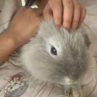 واگذاری خرگوش لوپ|موش و خرگوش|تهران, اباذر|دیوار