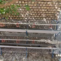 قفس مرغ تخمگذار