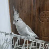 گمشده عروس هلندی|پرنده|رباط‌کریم, رباط‌کریم|دیوار