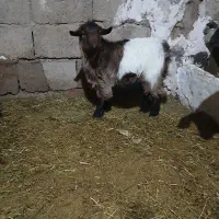 بزغاله|حیوانات مزرعه|ایجرود, |دیوار