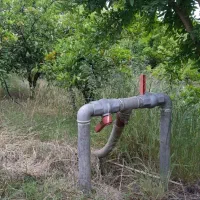 فروش باغ تامسون ۱۰۰۰متری بااب وبرق