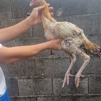 جوجه لاری نصل