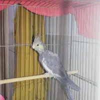 جوجه عروس هلندی نر