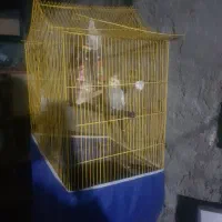 عروس با قفس