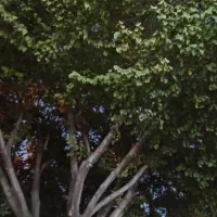 خرید وبرش چوب درختان باغی در شیراز و اطراف شهر