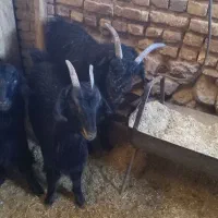 فروش کهره نرترکی