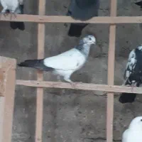 جوجه تضمینی