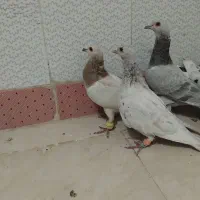 سار کله هما،زرد