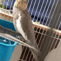 عروس هلندی سینامون|پرنده|تهران, فردوس|دیوار