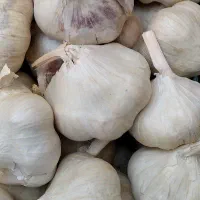 فروش سیر محلی درجه یک