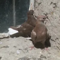 دم سفیدبدون رخ ۱۴ دم پاک|پرنده|چناران, |دیوار