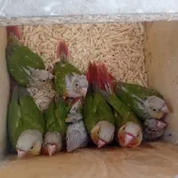 جوجه گرینچیک جوانه