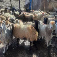فروش دام زنده میش وشیشک بزوتی بزچاق فلک الدین|حیوانات مزرعه|خرم‌آباد, |دیوار