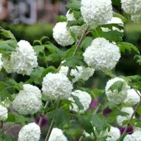 مخصوص خانم‌های خوش بو و کدبانو