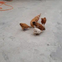 مرغ|حیوانات مزرعه|مزرعه کتول, |دیوار