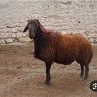 بره نر افشار