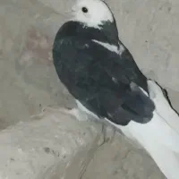 کفتر|پرنده|نیمروز, |دیوار