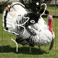 بوقلمون|حیوانات مزرعه|درگهان, |دیوار