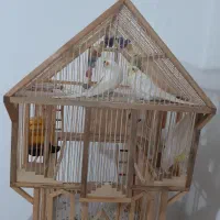 پرنده جفت لوتینو با قفس دست ساز چوبی