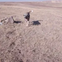 سگ نر|سگ|ورزقان, |دیوار