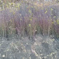 نهال نرک آلبالو تلخ ، 1،2سال درخت نهالستان در مشهد