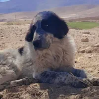 توله سگ ماده اصیل|سگ|چنارود, |دیوار