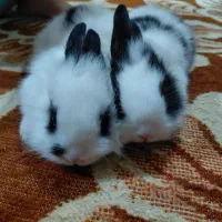 خرگوش لوپ پشمالو|موش و خرگوش|اهواز, اسلام آباد غربی|دیوار