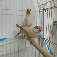 فنچ نرگسی شکلاتی ماده|پرنده|شیراز, فضل‌آباد|دیوار