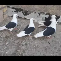 کفتر پشتدار سیاه نرماده مهرمهر