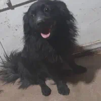 گمشده|حیوانات|مسجد سلیمان, |دیوار