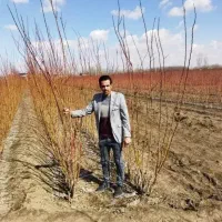 نهالستان آذرنهال