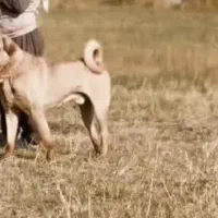 معاوزه سگ نر عراقی14ماهه با موتور چهار چرخ 250