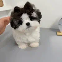 هاپو فنجونی|سگ|اردبیل, |دیوار