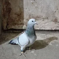 سبز شامی کرمونی