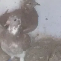 کفتر|پرنده|باجگیران, |دیوار