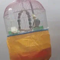 عروس هلندی سخنگو|پرنده|رشت, حومه رشت|دیوار