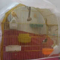 ی جفت قناری اوازخان|پرنده|گرگان, |دیوار