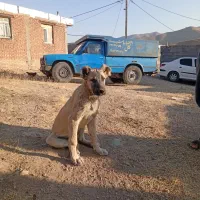 توله سرابی|سگ|چهاردولی, |دیوار