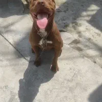 پیت بول تریر ماده معاوضه با توله پامر یا اردک غاز|سگ|بابلسر, |دیوار