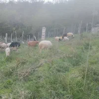 گوسفند زنده