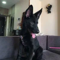 سگهای متخصص بلک ژرمن|سگ|کرج, عظیمیه|دیوار