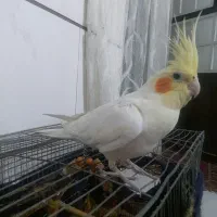 عروس هلندی نر
