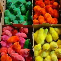 جوجه مرغ و خروس یک روزه|حیوانات مزرعه|اهواز, شریعتی جنوبی|دیوار