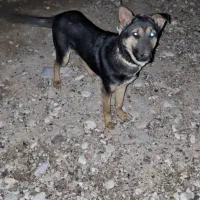 توله ژرمن فورگ