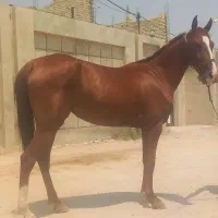 مادیان ۴ ساله