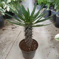 گل کالانکوئه.پپرومیا قطره باران. بلک گلد.درختچه|گل و گیاه طبیعی|قم, نیروگاه|دیوار