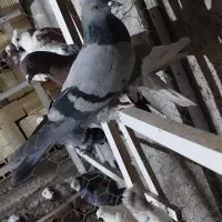 کبوتر|پرنده|یزد, |دیوار