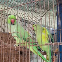 طوطی ملنگوجفت مولدضمانتی تخم وجوجه‌