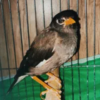 مینا (ماده)